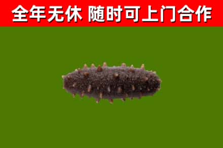 毕节烟酒回收干海参.jpg